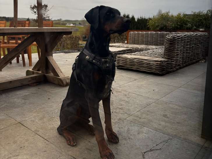 Doberman super gentil à donner