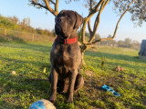 Mâle Cane corso disponible pour saillie
