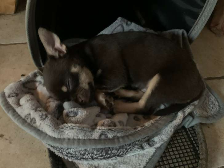 Chiots Chihuahua à vendre