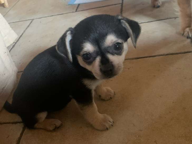 Chiot Chihuahua à vendre