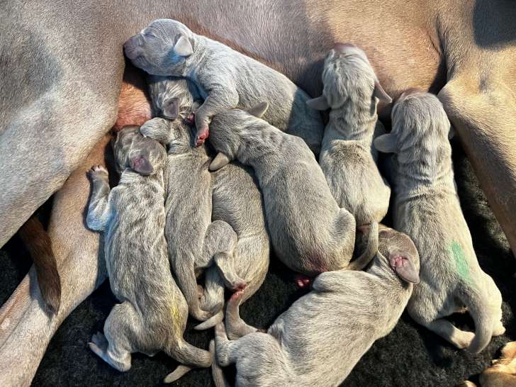 Chiots Braque de Weimar LOF à vendre