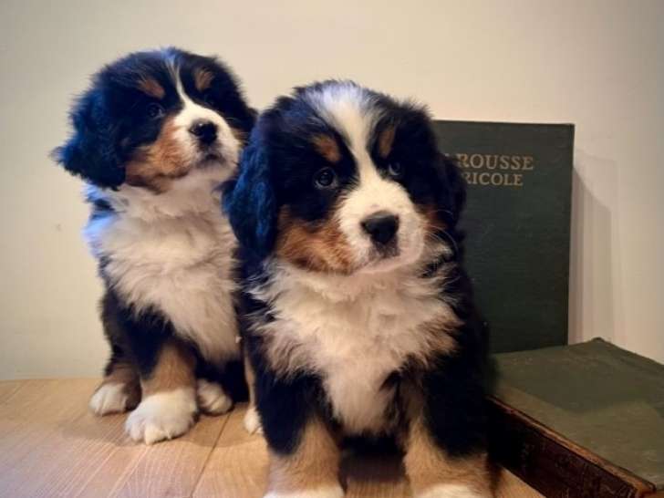 Chiots Bouvier Bernois à réserver