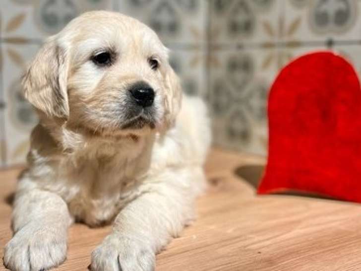 Chiots Golden Retriever à vendre