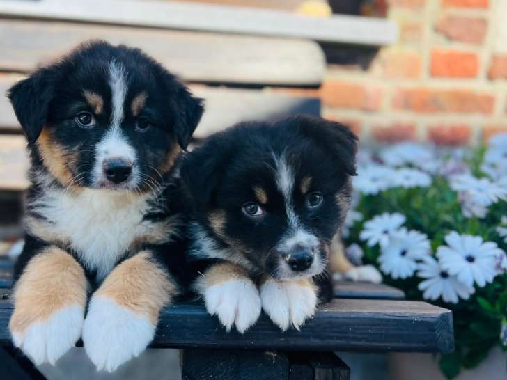 Chiots Berger Australien à vendre