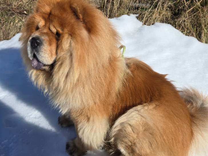 Nesta à la neige
