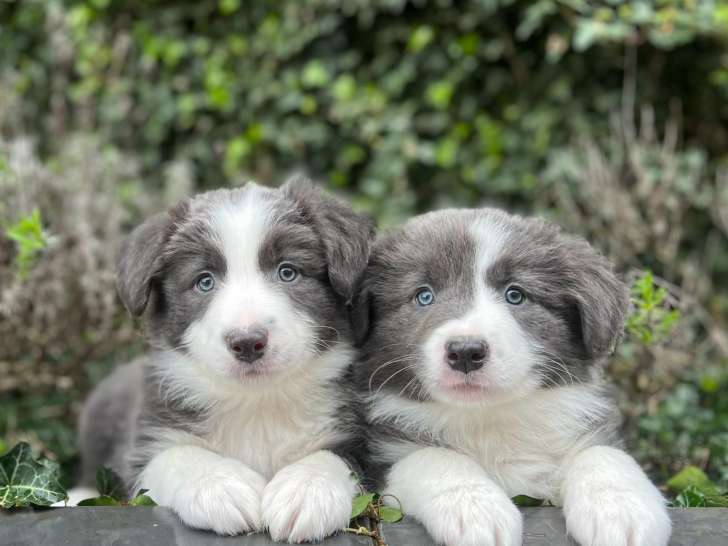 Chiots Border Collie à vendre