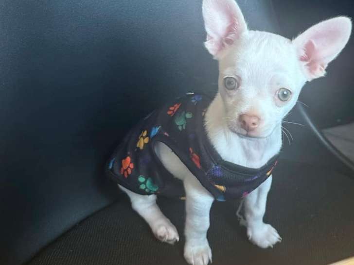 Chiot Chihuahua blanc à vendre