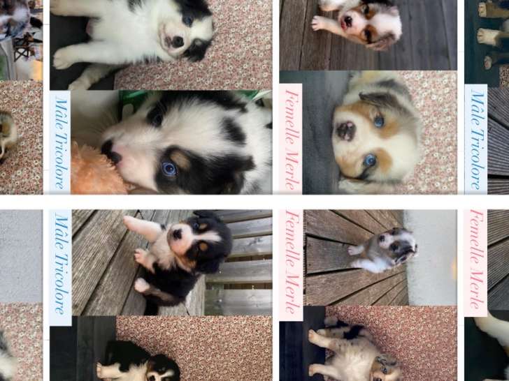 Pour voir tous les chiots veuillez me contacter.