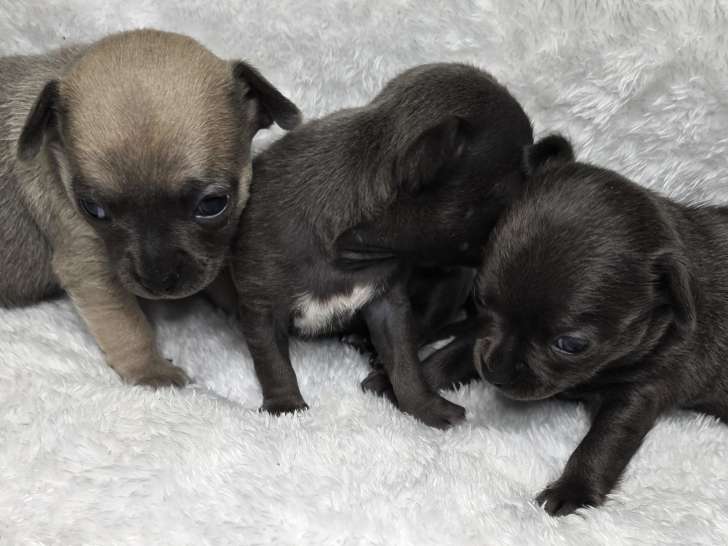 chiots femelles LOF