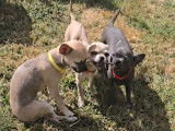 Chiots femelles Chihuahua à vendre