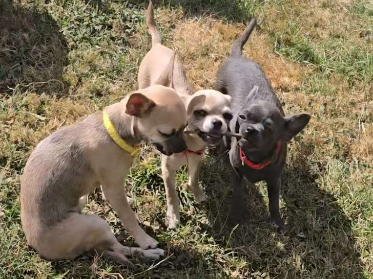 Chiots femelles Chihuahua à vendre