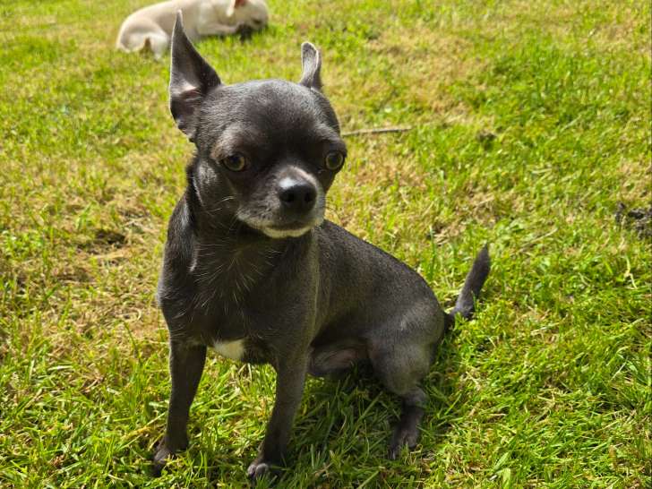 Mâle Chihuahua bleu de 2 ans et demi disponible pour saillie