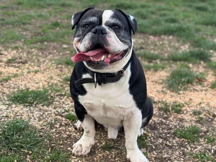 Mâle Bouledogue Français croisé Bully disponible pour saillie