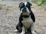 Mâle Bouledogue Français croisé Bully disponible pour saillie