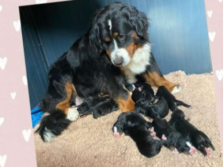 Chiots Bouvier Bernois à réserver