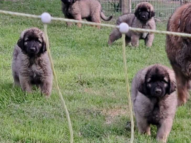 Chiots Leonberg LOF à vendre