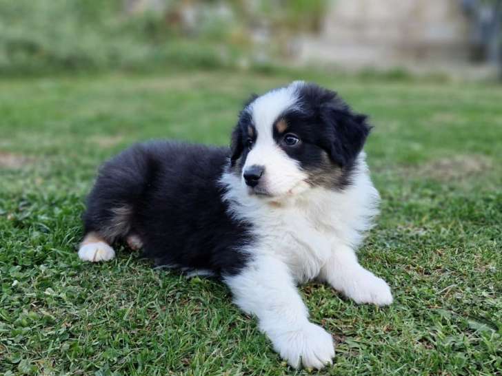 Chiots Berger Australien à vendre