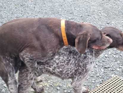 Chiots de race Drahthaar à naître