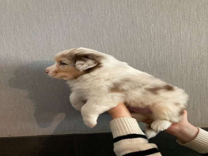 Chiots Berger Australien à vendre