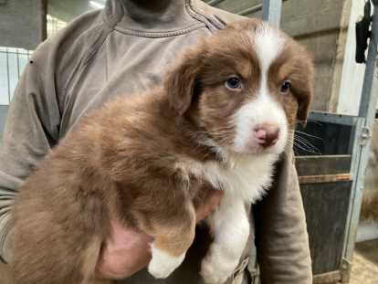Chiots Berger Australien à vendre