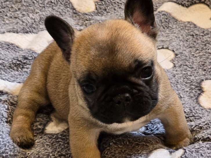 Chiot Bouledogue Français disponible à la réservation