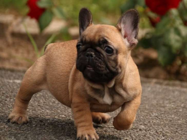 Chiot Bouledogue Français disponible de suite