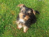 Chiot mâle Yorkshire Terrier à vendre