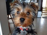Chiot mâle Yorkshire Terrier à vendre