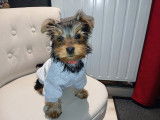 Chiot mâle Yorkshire Terrier à vendre