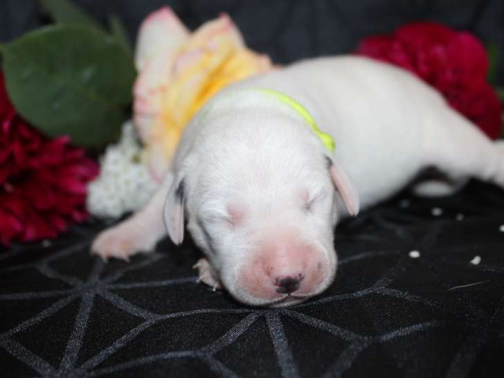 Chiot Dalmatien LOF à réserver