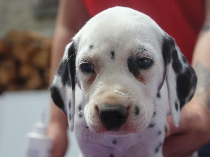 Chiot Dalmatien LOF à réserver