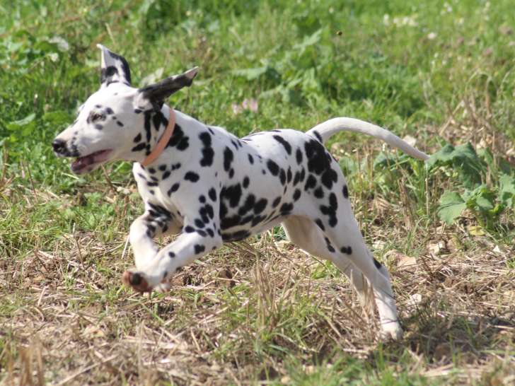 Chiot Dalmatien LOF à réserver