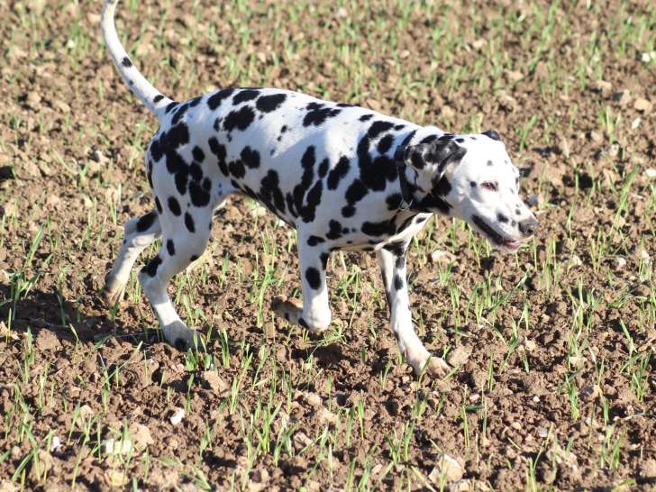 Chiot Dalmatien LOF à réserver