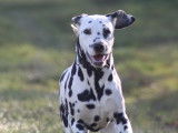 Chiot Dalmatien LOF à réserver