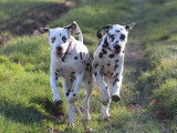 Chiot Dalmatien LOF à réserver