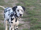Chiot Dalmatien LOF à réserver