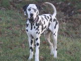Chiot Dalmatien LOF à réserver