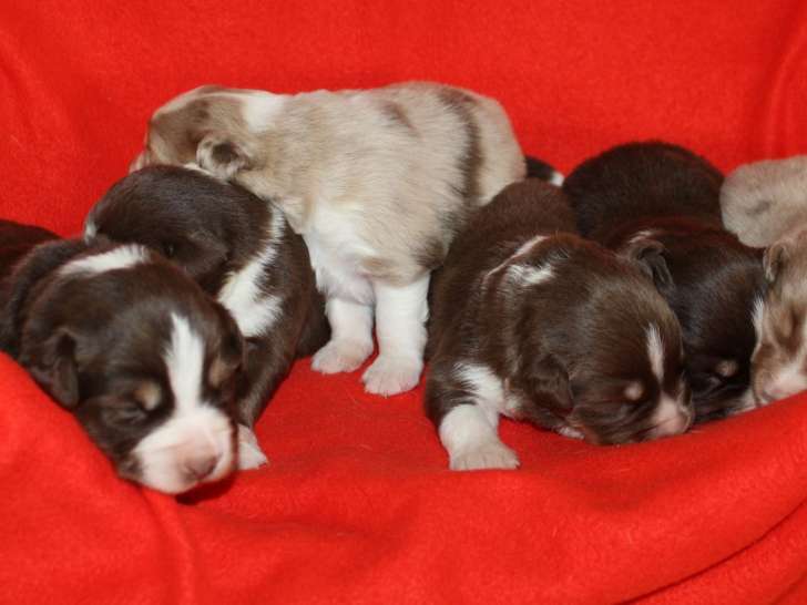 Adorables chiots Berger Américain Miniatures LOF à vendre