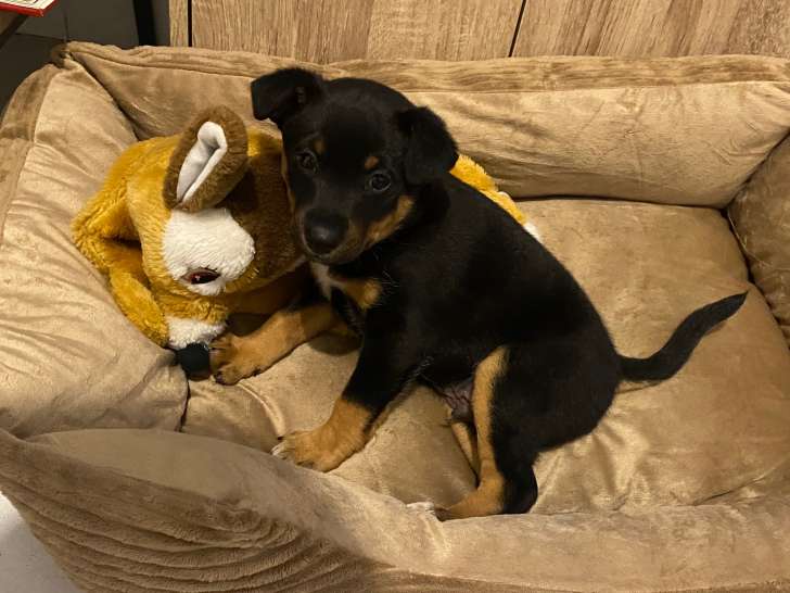 Chiot Beauceron croisé Dobermann à vendre