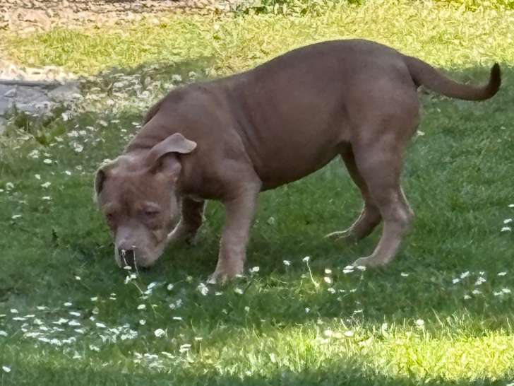 Très beaux chiots femelles American Bully pocket à vendre