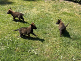 Très beaux chiots Berger Malinois charbonnés à vendre