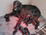 Chiots Flat Coated Retriever à vendre
