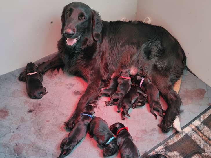 10 Chiots Flat Coated Retriever à vendre