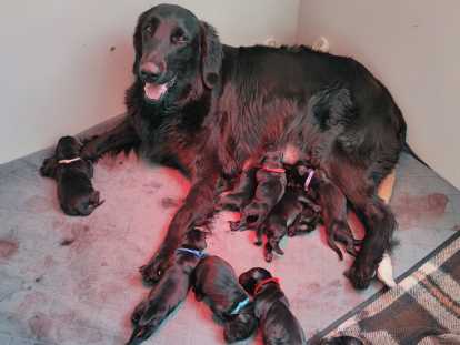 10 Chiots Flat Coated Retriever à vendre