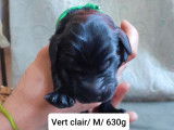 10 Chiots Flat Coated Retriever à vendre