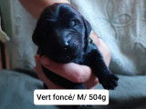 10 Chiots Flat Coated Retriever à vendre