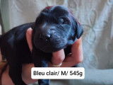 10 Chiots Flat Coated Retriever à vendre
