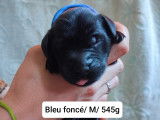 10 Chiots Flat Coated Retriever à vendre