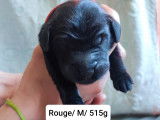 10 Chiots Flat Coated Retriever à vendre