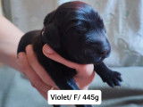 10 Chiots Flat Coated Retriever à vendre